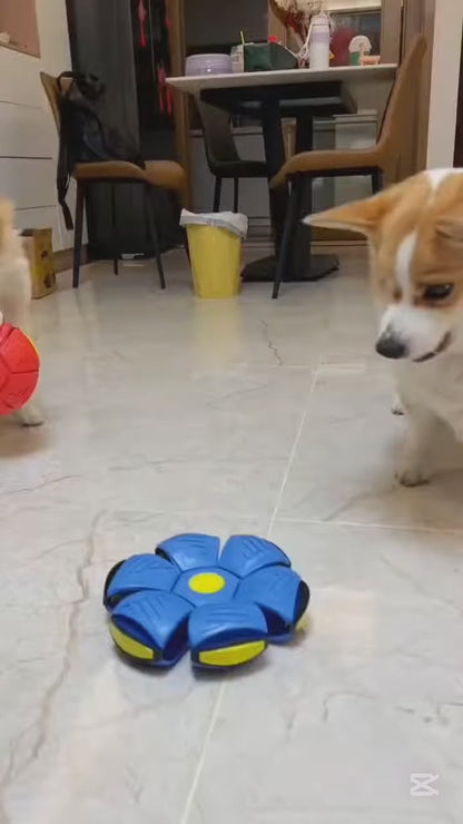 Interesante™ Disco pelota para mascotas